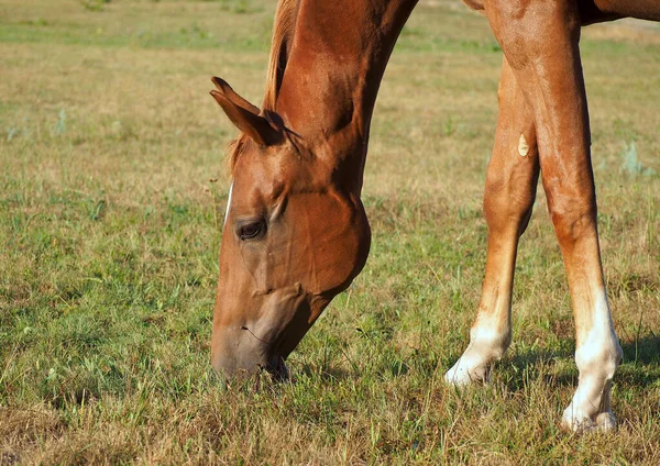 Head Grazing Horse Background Meadow Grass — Stock Photo, Image