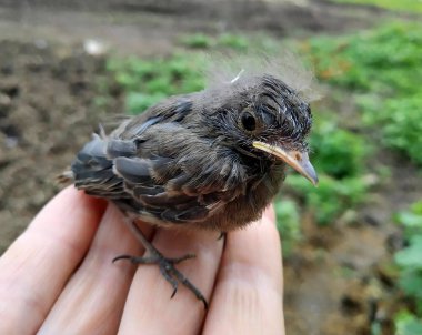 Yavrunun biri yuvadan avucunun içine düştü.  