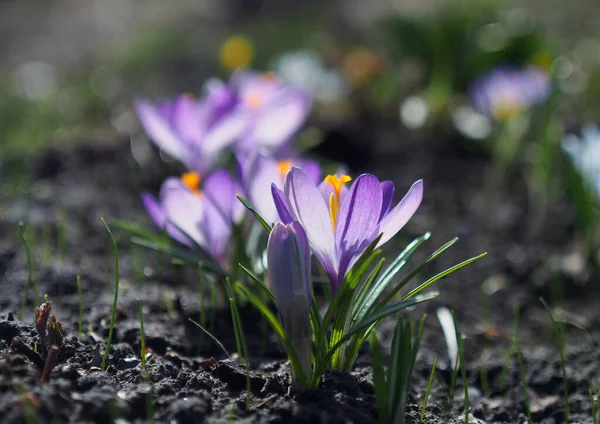 Vacker Variation Lila Krokusar Blomningen — Stockfoto