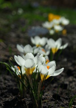 Çiçek açarken çok çeşitli beyaz timsahlar.