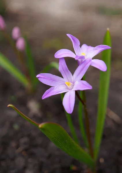 Chionodoxa Våren Blomma Naturlig Bakgrund — Stockfoto