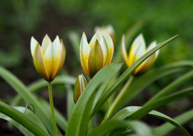 Baharda sarı botanik laleleri çiçek açar.