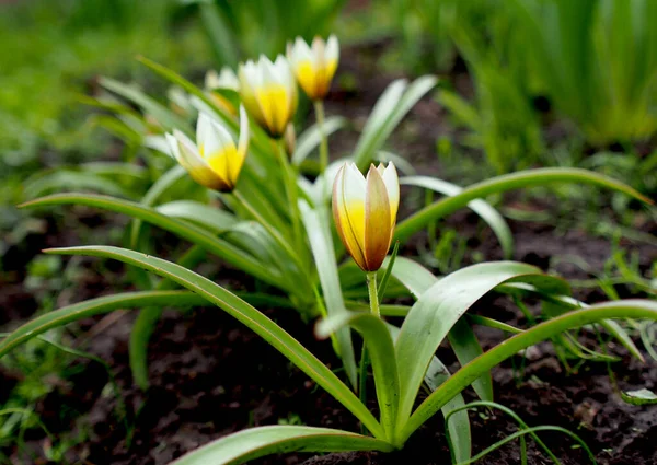 Yellow Botanical Tulips Spring Bloom — стоковое фото