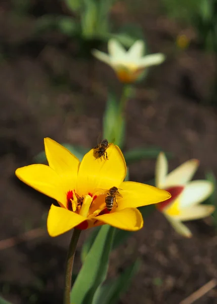 Bienen Auf Gelben Botanischen Tulpen — Stockfoto