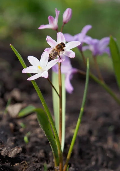 Chionodoxa Spring Flower Natural Backgrounds Flowering — Zdjęcie stockowe