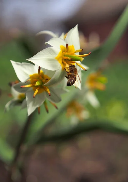 Biene Auf Botanischer Tulpe Frühlingsgarten — Stockfoto