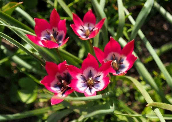 Група Рожевих Ботанічних Тюльпанів Зеленому Фоні — стокове фото