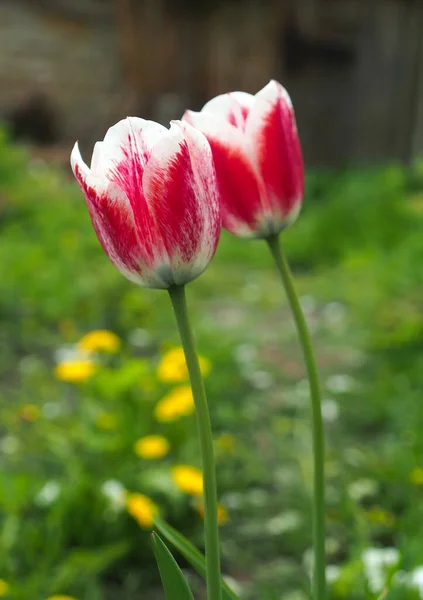 Pair Beautiful Tender Tulips Garden — Fotografia de Stock