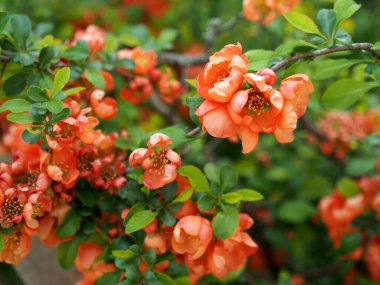 Çiçek açarken Japon ayva (chaenomeles) çalısı