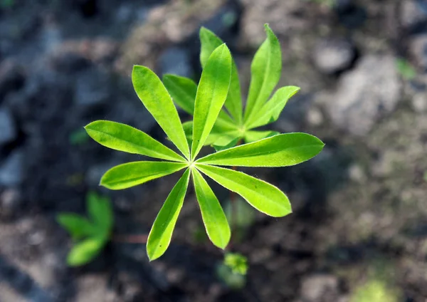 Young Lupine Plant Grown Seeds — Stock Photo, Image