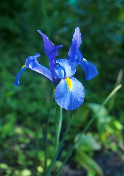 Holland Iris Blomma Naturlig Bakgrund — Stockfoto