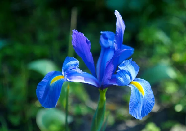 Holland Iris Blomma Naturlig Bakgrund — Stockfoto