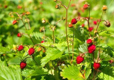 Bir sürü olgun çilekli yaban çileği.