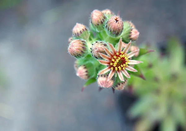 Flowers Buds Houseleek Plant Top View — Stock Photo, Image