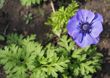Yaz mevsiminde güzel mavi şakayıklar