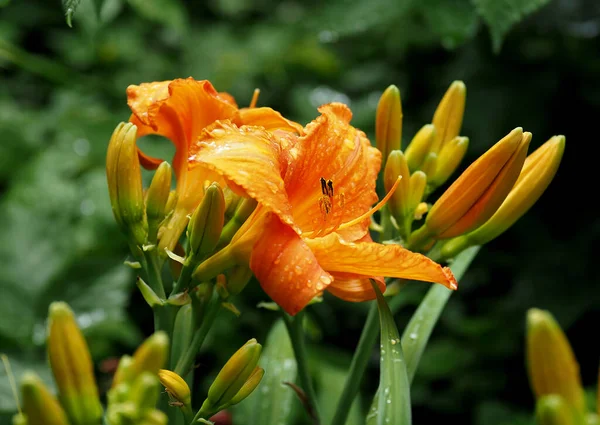 Великі Помаранчеві Лілії Цвітуть Природному Зеленому Тлі — стокове фото