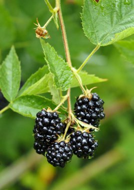 İlk dikensiz böğürtlen kümeleri