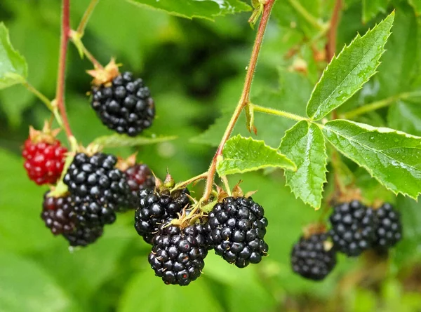 Clusters Ripe Blackberries Early Thornless Variety — Fotografia de Stock