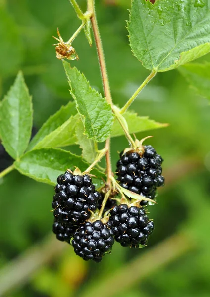 Clusters Ripe Blackberries Early Thornless Variety — Stockfoto