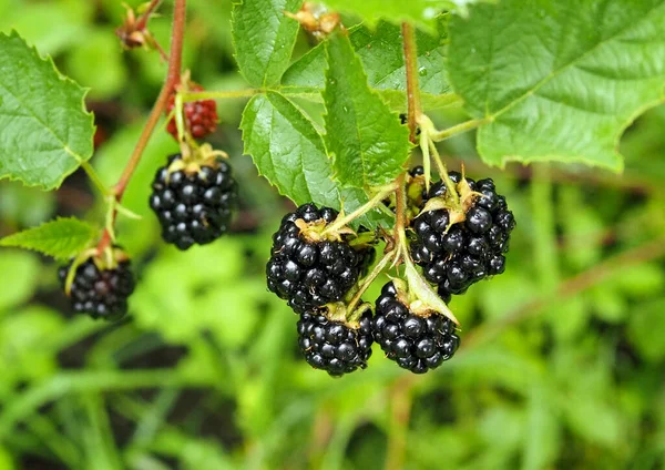 Clusters Ripe Blackberries Early Thornless Variety ロイヤリティフリーのストック画像