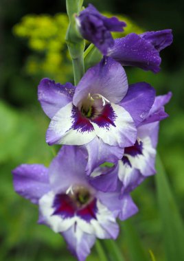 Blooming gladiolus on natural green background
