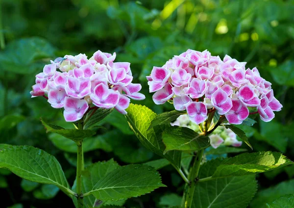 Pink White Hydrangea Natural Green Background — стоковое фото