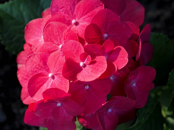 Bright Crimson Hydrangea Inflorescence Close — стоковое фото
