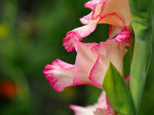 Fragment Blooming Gladiolus Green Background — Fotografia de Stock