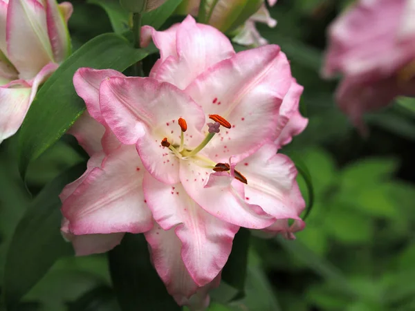 Світло Рожева Подвійна Лілія Цвітіння — стокове фото