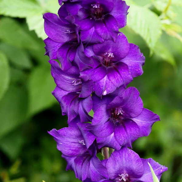 Цветущие Фиолетовые Гладиолусы Естественном Зеленом Фоне — стоковое фото