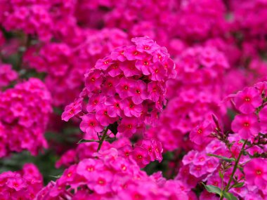 Flowering of many crimson phlox