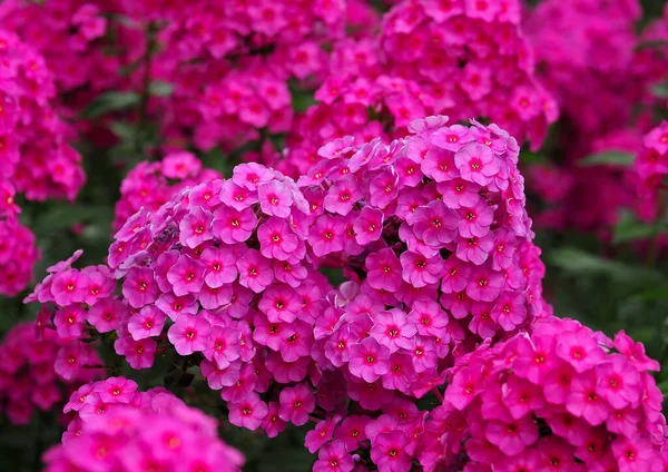 Flowering Many Crimson Phlox — Fotografia de Stock