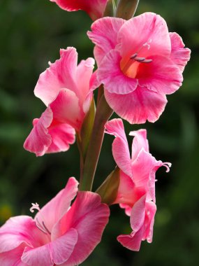 Flowering pink gladiolus of the popular variety
