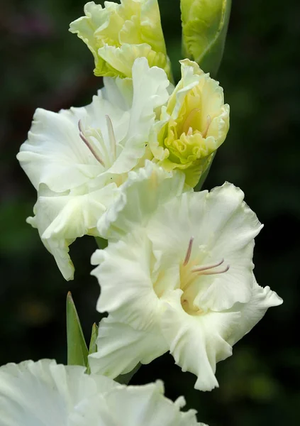 Ніжні Білі Квіти Гладіолусів Природному Тлі — стокове фото