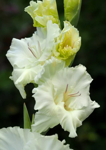 Delicate White Gladiolus Flowers Natural Background Fotos de stock