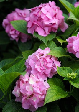 Hydrangea flowers and leaves in the second half of summer