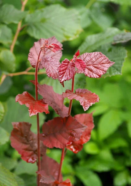 Young Sprouts Red Leaved Hazelnuts Foliage Adult Plant — Stok fotoğraf