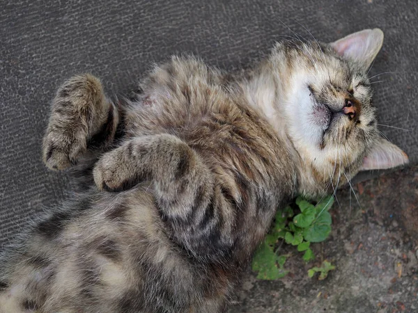 Çizgili Kedi Sırt Üstü Yatıyor — Stok fotoğraf