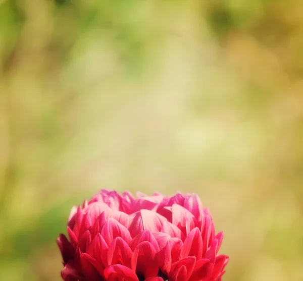 Красива червона квітка на абстрактному тлі — стокове фото