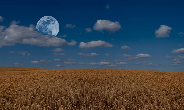 Campo de trigo à noite e lua cheia — Fotografia de Stock