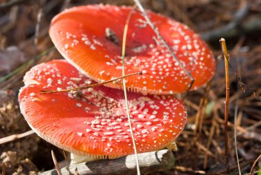 iki flyagaric mantar