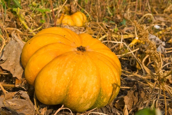 Zucca matura gialla — Foto Stock