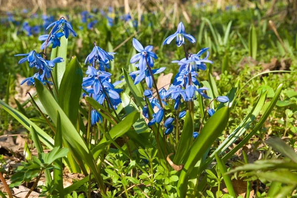 Beautiful blue snowdrops — Stock Photo, Image