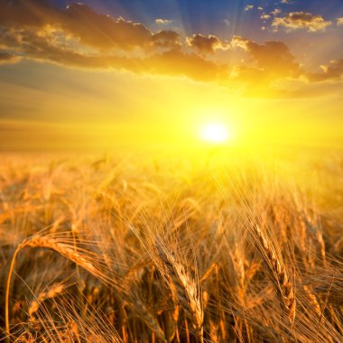 Wheat field in a rays of sun clipart