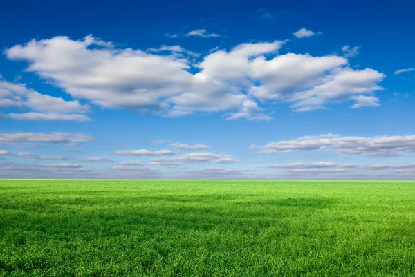 Green rural fields — Stock Photo, Image