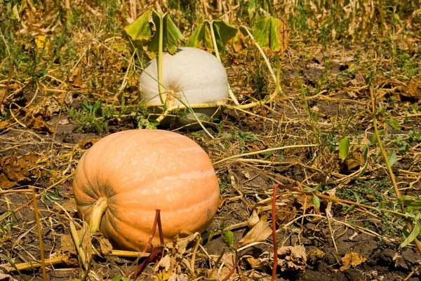 Ripe pumpkins — Stock Photo, Image