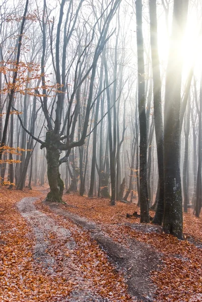 Autumn forest in a rays of sun — Stock Photo, Image