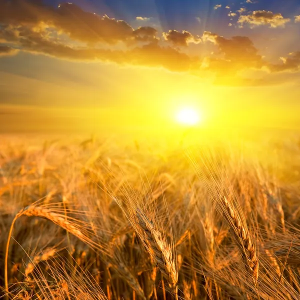 Wheat field in a rays of sun — Stock Photo, Image