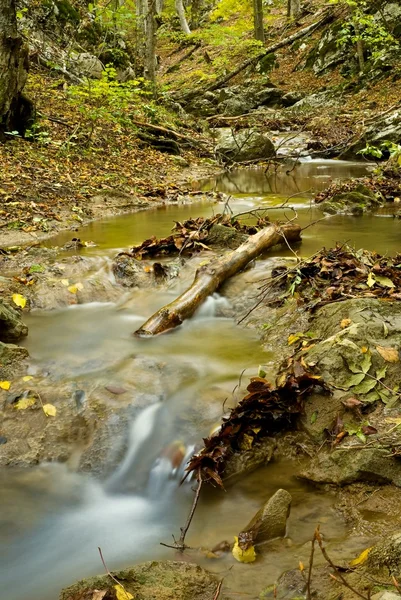 秋天森林里的小河 — 图库照片