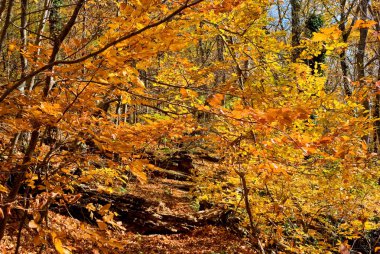 Kırmızı sonbahar orman